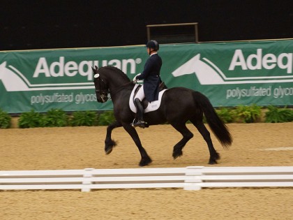 Brec Dressage Ocala S Best Dressage Training And Horse Farm
