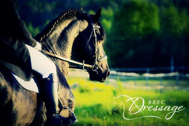 brec-dressage-horse-farm-ocala-photo-1